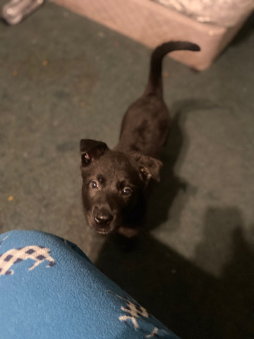 Boy Dutch German shepherd needs rehoming 