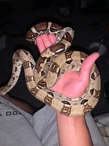 red tail boa