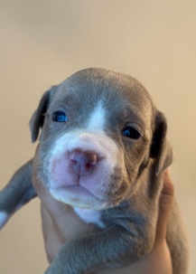 American Pit Bull Terrier – American bully/ American pitbull terrier puppies