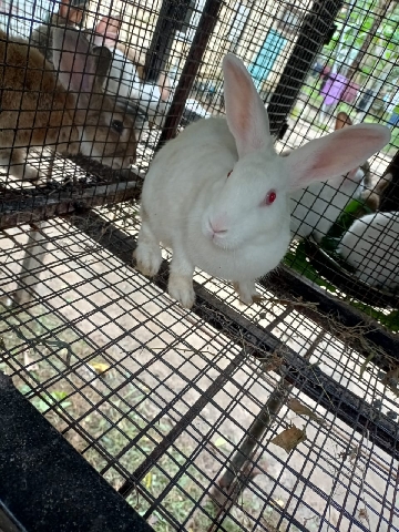 rabbit