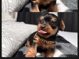 Yorkshire Terrier – MINI YORKIE MALE – Roselle