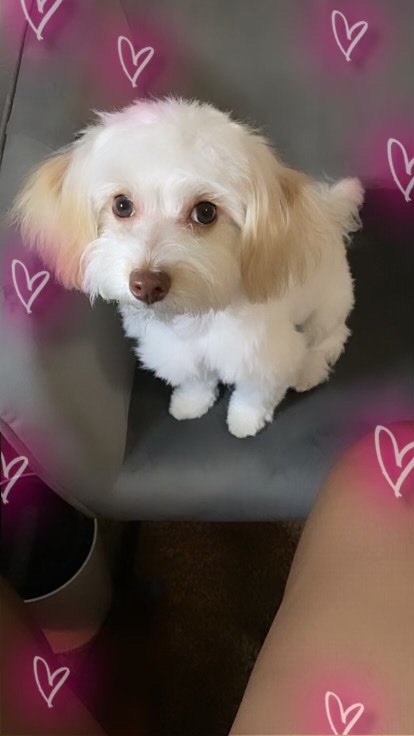 Maltese – Maltipoo