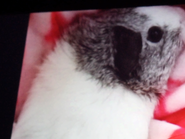 sweet guinea pig