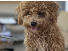 Poodle – for sale – Al Ain