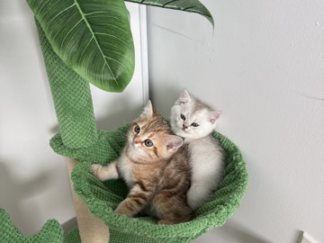 British Shorthair - Adorable Scottish British Mixed Kittens🐾 available for adoption in Whitchurch-Stouffville