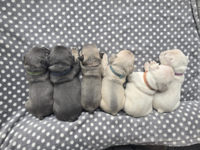 French Bulldog – adorable French bulldog puppies – Lincoln