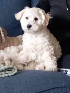 Havanese in Zoetermeer