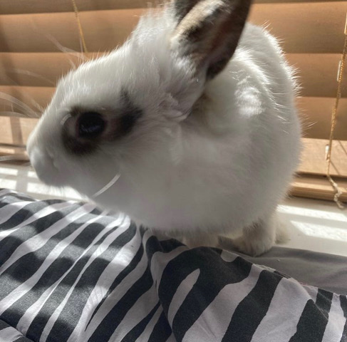 American – 1yr old GIRL rabbit