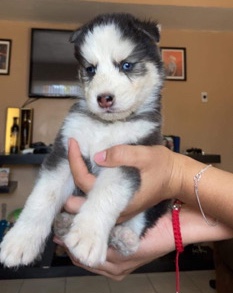 Alaskan Malamute – alaskan husky