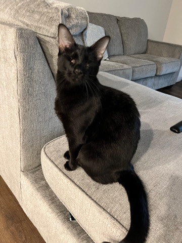 2 cats to rehome, bonded pair