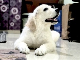 Golden Retriever - Golden retriever puppy for sale  available for adoption in Bengaluru