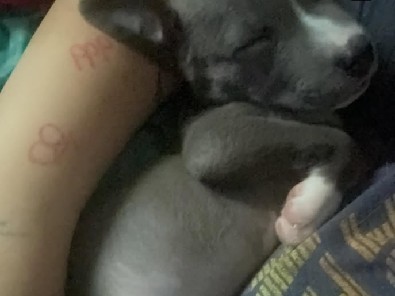 American Pit Bull Terrier – sell/ rehoming pitbull – El Mirage