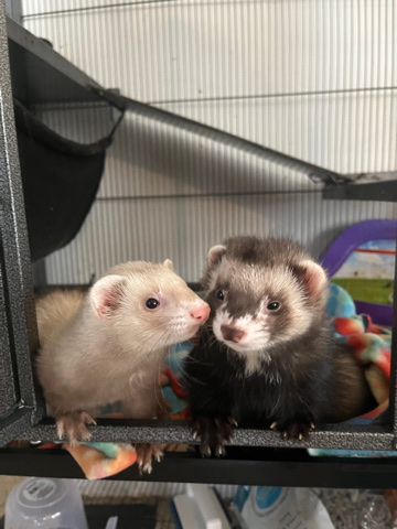 2 Ferrets For Rehoming