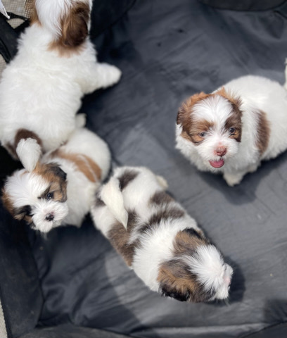 Shih Tzu – Shih tzu puppies in Chicago il