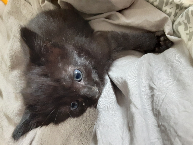 Russian Blue – female kitten
