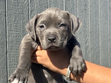 American Pit Bull Terrier – Pitbull puppies – Del Valle