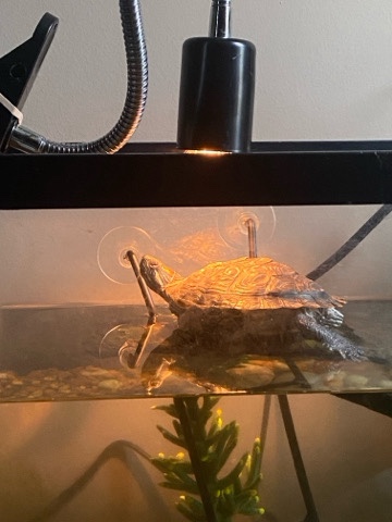 turtle – rehome a red eared slider