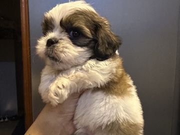 Shih Tzu – Shitzu puppy – Dubai