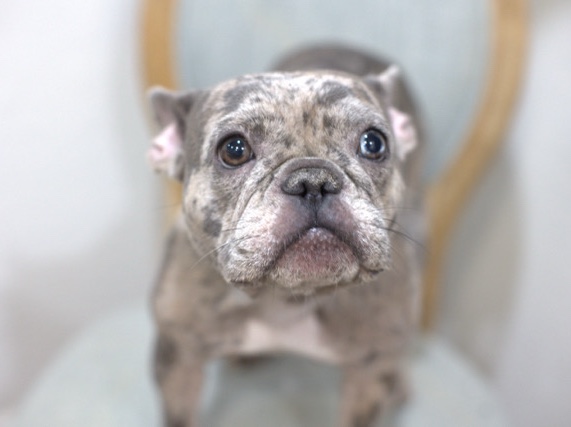 French Bulldog – Frenchie – Queen Creek
