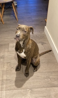Staffordshire Bull Terrier – Staffy x Bull Mastiff Boy