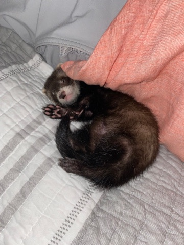 ferret – 2 Ferrets