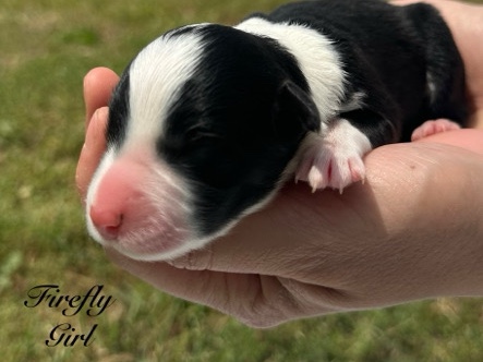 Australian Shepherd – Girl (Border Collie X Aussie) – Oklahoma City