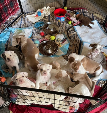 Olde English Bulldogge – old English bulldogs ready now
