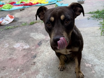 American Bulldog – American bully pit mix – North Little Rock