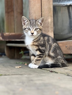 Bengal – Meet Cassy: Your New Furry Friend!