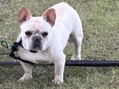 French Bulldog -  Frenchie (Female) available for adoption in Columbia