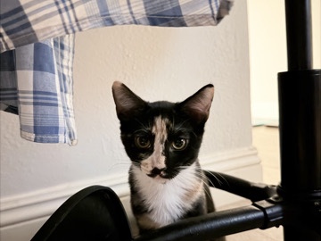 American Shorthair – Kitten needs a NEW home – Cypress
