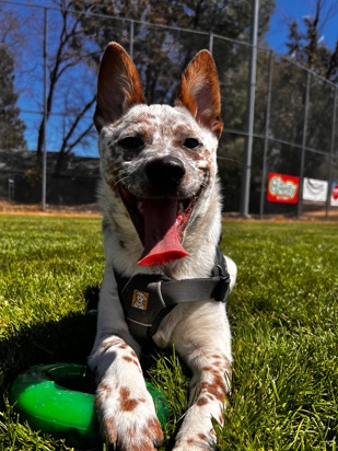 Australian Cattle Dog – Purebreed Red Queensland Heeler- go to a good home