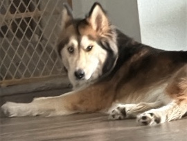 Siberian Husky – Free Siberian Husky/Akita Mix San Antonio, Texas – San Antonio