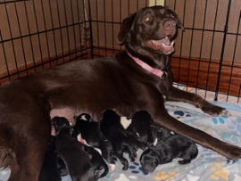 Labrador Retriever – Lab/Pitbull Puppies – Ringsted