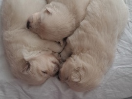 American Eskimo Dog – Puppies for Sale – Willingboro