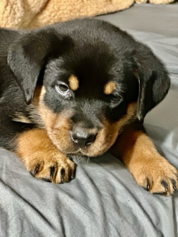 Rottweiler – Sell
