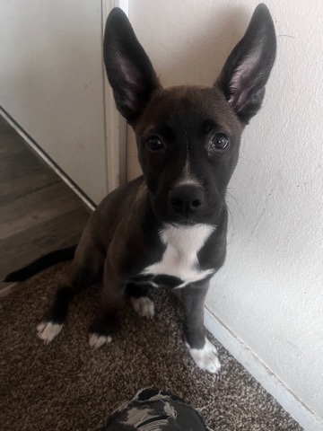 American Pit Bull Terrier – Pitbull Terrier Mix