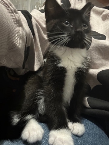 Maine Coon – sweet kittens