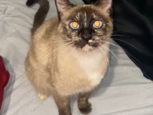 Siamese – Buscamos casa para esta gatita – Murcia