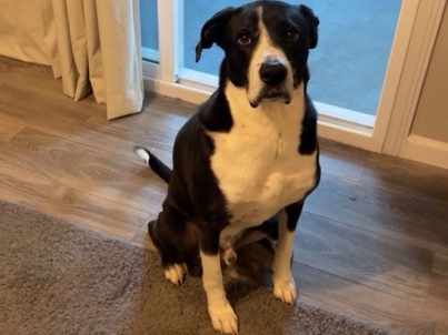 Border Collie – Border Collie and Lab – Tijuana