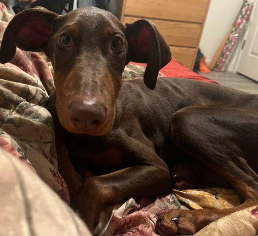 Doberman Pinscher – Female Doberman