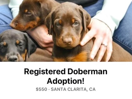 Doberman Pinscher!
