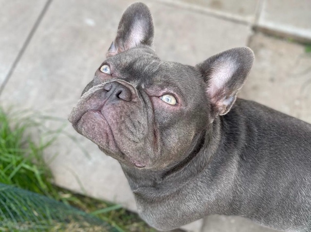 French Bulldog – Blue French Bulldog – Birmingham