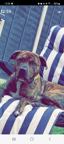 Staffordshire Bull Terrier – staffy cross pitbull