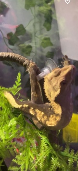 crested gecko male URGENT RE HOME