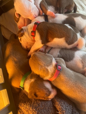 American Bulldog – American XL bullies