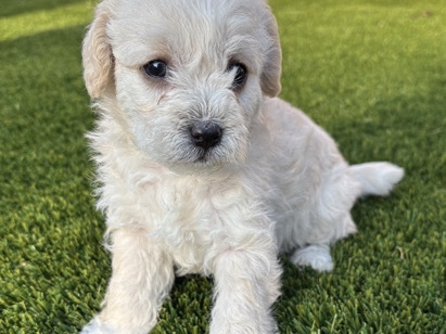 Maltipoo – Rehoming – San Jacinto
