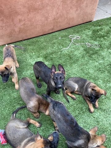 German Shepherd – German Shepherds malinois