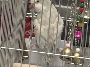 Quaker Parrot – بغبغاء كويكر – جدة