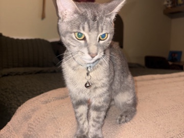 Russian White, Black and Tabby – Kitty rehome – Houston